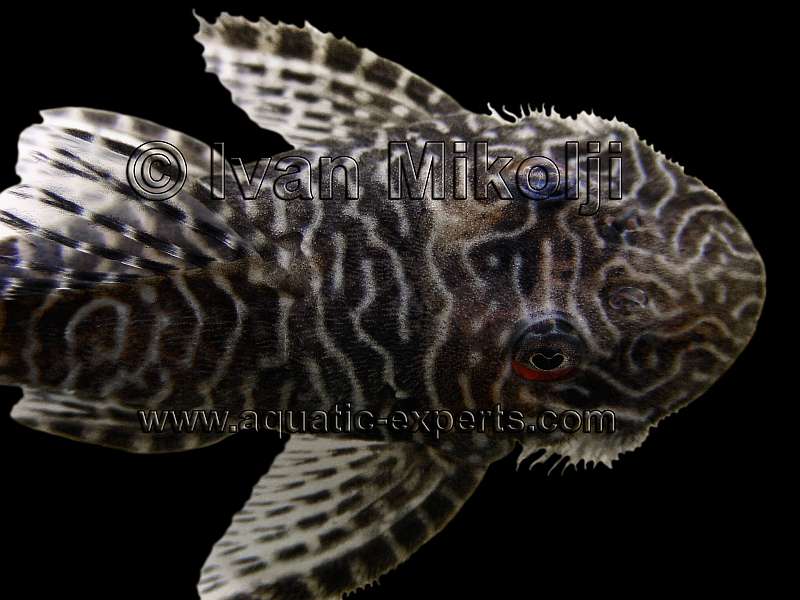 Pseudolithoxus tigris